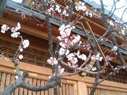 20070225-02.jpg